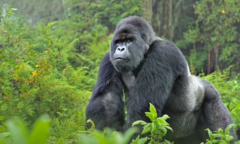 The Traverse Gorilla Trackable Bracelet