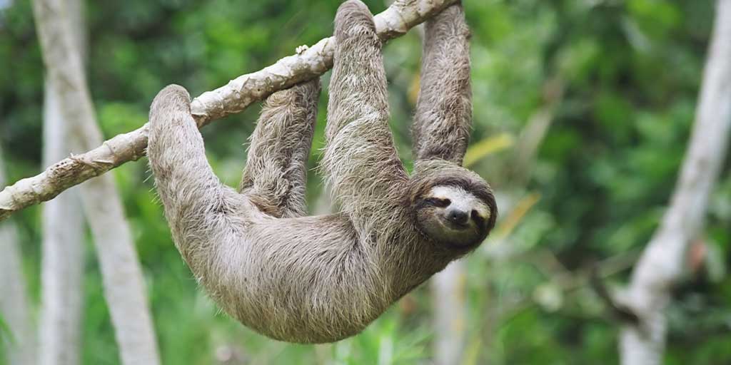 The Wander Sloth Trackable Bracelet