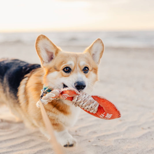 Lake Dog - Dog Toy on Rope