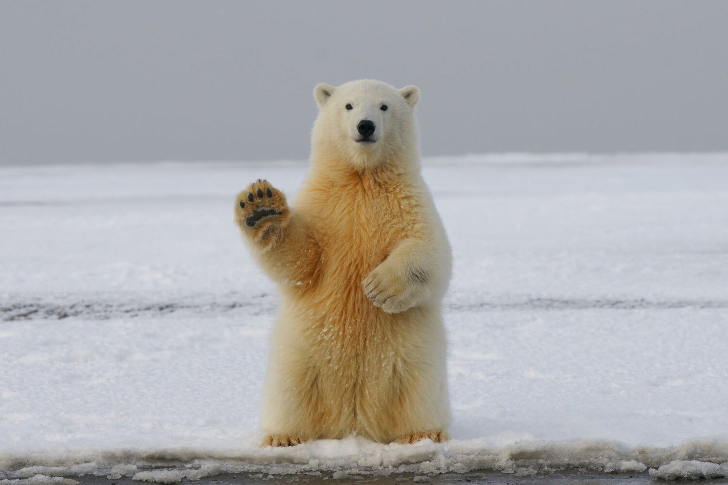 The Venture Polar Bear Trackable Bracelet