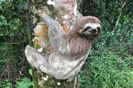 The Wander Sloth Trackable Bracelet