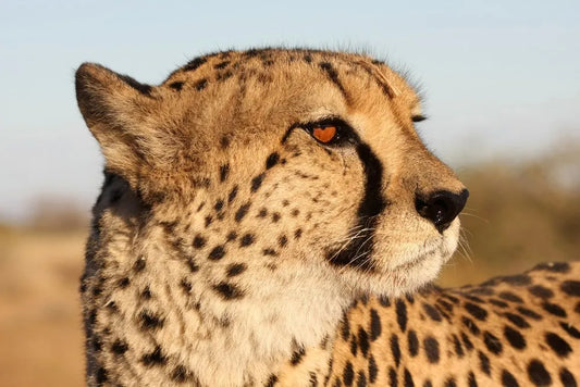 The Sprint Cheetah Trackable Bracelet