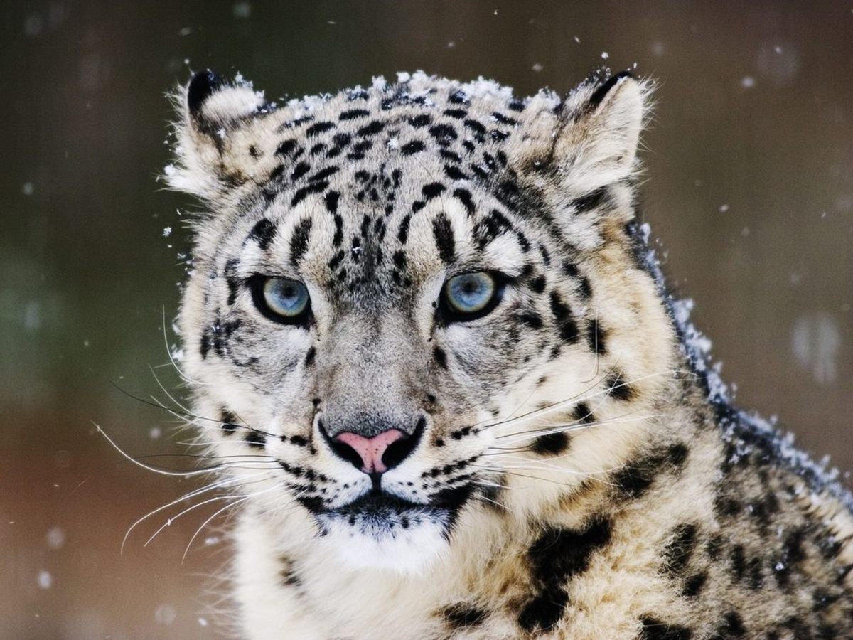 The Ascent Snow Leopard Trackable Bracelet