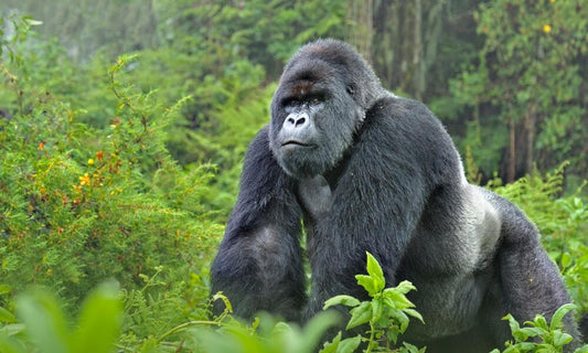 The Traverse Gorilla Trackable Bracelet