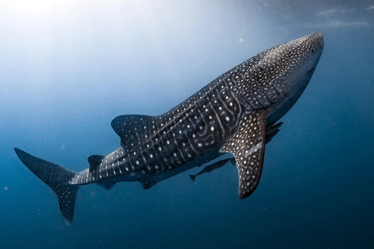 The Quest Whale Shark Trackable Bracelet