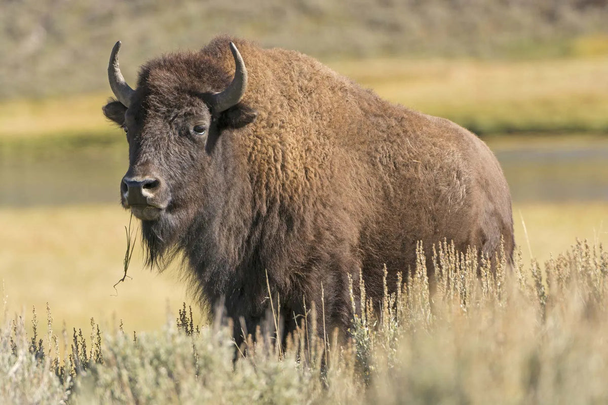 The Roam Bracelet - Bison Tracking Bracelet