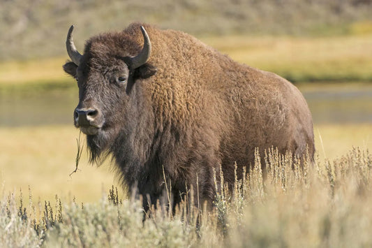 The Roam Bracelet - Bison Tracking Bracelet
