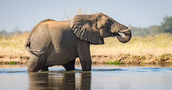 The Expedition Elephant Trackable Bracelet