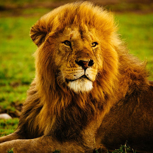The Excursion Lion Trackable Bracelet