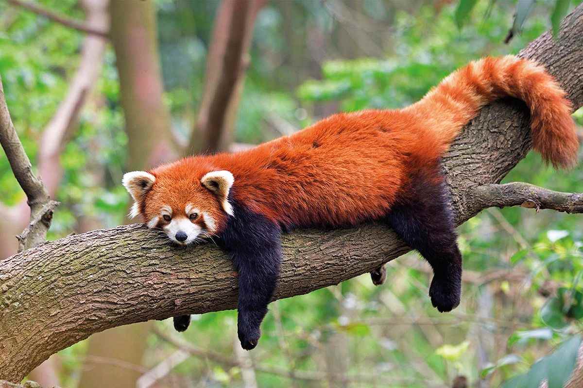 The Dash Red Panda Trackable Bracelet